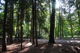 Wald mit Baumstämmen im Vordergrund. Foto: Stadt Oldenburg