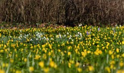 Frühblüher. Foto: Hans-Jürgen Zietz