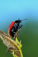 Käfer. Foto: Hans-Jürgen Zietz