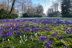 Blühende Krokusse im Schlossgarten. Foto: Hans-Jürgen Zietz