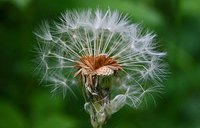 Pusteblume im Oldenburger Schlossgarten. Foto: Hartmut Kampen