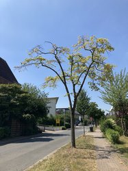 Kranke Linde in der Industriestraße. Foto: Stadt Oldenburg