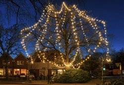 Lichtereiche Ofelia im Oldenburger Stadtteil Ofenerdiek. Foto: Hans-Jürgen Zietz