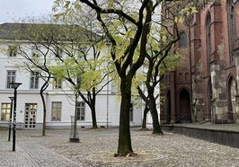 Zwei Schnurbäume hinter der Lambertikirche müssen gefällt werden. Bei ihnen wurde eine fortgeschrittene Holzfäule durch Pilzbefall festgestellt. Foto: Stadt Oldenburg