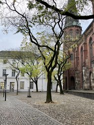 Zwei Schnurbäume hinter der Lambertikirche müssen gefällt werden. Bei ihnen wurde eine fortgeschrittene Holzfäule durch Pilzbefall festgestellt. Foto: Stadt Oldenburg