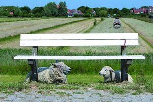 Zwei Schafe liegen unter einer Bank. Foto: Nordseebad Spiekeroog Zwei Schafe liegen unter einer Bank. Foto: Nordseebad Spiekeroog