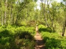 Weg ins Eversten Moor. Foto: Stadt Oldenburg