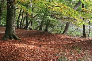 Stadtwald im Herbst. Foto: Göbel Stadtwald im Herbst. Foto: Göbel