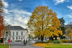 Bäume in Herbstfärbung in der Oldenburger Innenstadt. Foto: Hans-Jürgen Zietz Bäume in Herbstfärbung in der Oldenburger Innenstadt. Foto: Hans-Jürgen Zietz