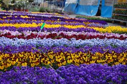 Bild eines Meeres von bunten Weilchen, Foto: Stadt Oldenburg Bild eines Meeres von bunten Weilchen, Foto: Stadt Oldenburg