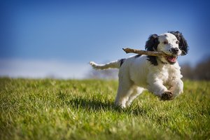 Hund auf einer Wiese mit einem Stock im Maul. Foto: 14230021/Pixabay Hund auf einer Wiese mit einem Stock im Maul. Foto: 14230021/Pixabay