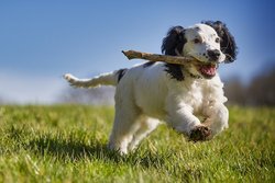 Hund auf einer Wiese mit einem Stock im Maul. Foto: 14230021/Pixabay