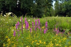 Bunte Sommer-Blüten im Oldenburger Schlossgarten. Foto: Hans-Jürgen Zietz Bunte Sommer-Blüten im Oldenburger Schlossgarten. Foto: Hans-Jürgen Zietz