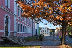 Herbstbunte Eiche am Damm. Foto: Hans-Jürgen Zietz