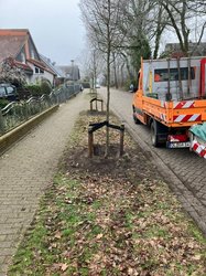 Pflanzung von Mehlbeeren im Karpfenweg. Foto: Stadt Oldenburg