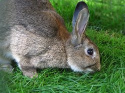 Hase auf einer Wiese. Foto: Rainer Sturm/Pixelio.de