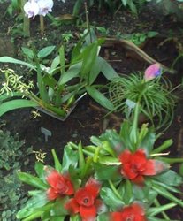 Ein Blick ins Tropenhaus des Botanischen Gartens. Foto: Botanischer Garten