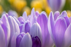 Frühblüher im Schlosspark. Foto: Jens Finke