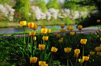 Frühlingsblüten an der Straße Achterndiek. Foto: Hans-Jürgen Zietz