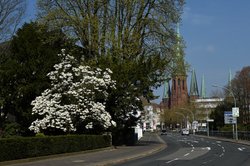 Magnolienblüte im Oldenburger Dobbenviertel. Foto: Hans-Jürgen Zietz