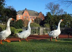 Gänse vor dem Elisabeth-Anna-Palais in Oldenburg. Foto: Hans-Jürgen Zietz 