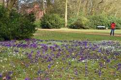 Krokusse vor dem Elisabeth-Anna-Palais. Foto: Hans-Jürgen Zietz