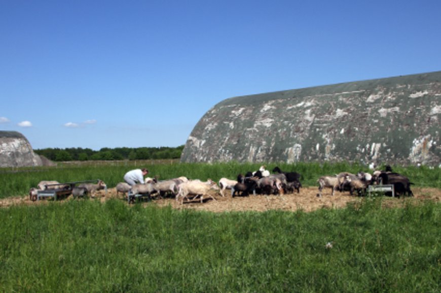 Schafe vor einem Shelter. Foto: Stadt Oldenburg