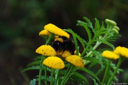 Hummel. Foto: Louisa Bohr