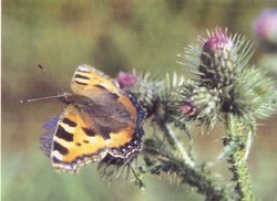 Kleiner Fuchs. Foto: Stadt Oldenburg