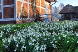 Blühende Schneeglöckchen im Schlossgarten. Foto: Hans-Jürgen Zietz