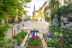 Blick von einem Stadtgarten in Richtung Lappan. Foto: OTM/Mario Dirks