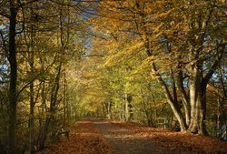 Herbstbunte Bäume an Hunte und Küstenkanal in Oldenburg. Foto: Hans-Jürgen Zietz