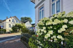 Hortensien und Hundenhütten an der Auguststraße. Foto: Hans-Jürgen Zietz