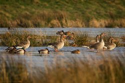 Bornhorster Huntewiesen/Moorhauser Polder. Foto: Roland Nappe