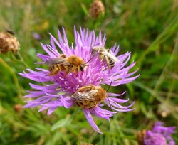 Schlafende Hosenbienen auf einer Flockenblume. Foto: Stadt Oldenburg