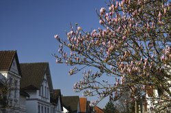 Magnolie in der Jakobistraße. Foto: Hans-Jürgen Zietz