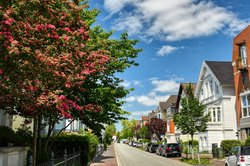 Blühender Rotdorn an der Ratsherr-Schulze-Straße. Foto: Hans-Jürgen Zietz