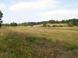 Heiderasenfläche. Foto: Stadt Oldenburg