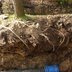 Vorschau: Wurzeln eines Baumes an einem Loch. Foto: Stadt Oldenburg
