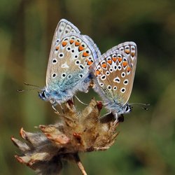 Pärchen Hauhechel-Bläuling. Foto: Schmetterling-Raupe.de