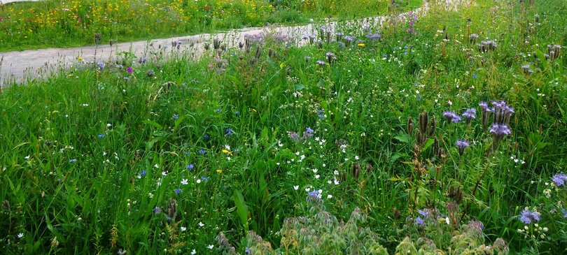 Bunte Vielfalt für Insekten. Foto: Stadt Oldenburg