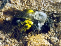 Sandbiene. Foto: Bezirksregierung Weser-Ems