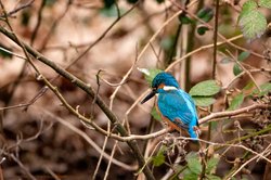 Eisvogel. Foto: Roland Nappe