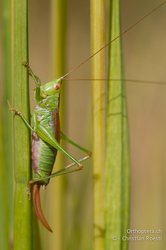 Kurzflüglige Schwertschrecke. Foto: Christian Roesti/Orthoptera.ch