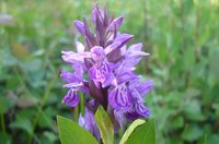 Übersehenes Knabenkraut (Dactylorhiza praetermissa) 12. Juni 2012, Orchidee des Jahres 2008. Foto: Norbert Gesser