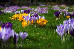 Bunte Krokusse im Oldenburger Schlossgarten. Foto: Hans-Jürgen Zietz