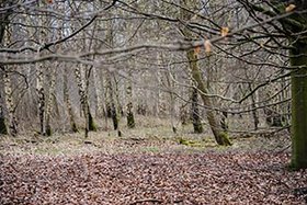 Birkenhain im Stadtwald. Foto: Stadt Oldenburg