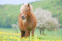 Pony auf einer Wiese. Foto: Thomas Hein/Pixelio.de