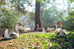 Wasservögel im Oldenburger Schlossgarten. Foto: Hans-Jürgen Zietz 