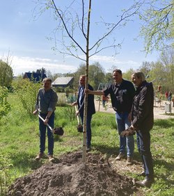 Oberbürgermeister Jürgen Krogmann, Ulf Prange, Thorsten Logemann und Wolfgang Huesmann pflanzen den ersten Baum. Foto: Stadt Oldenburg